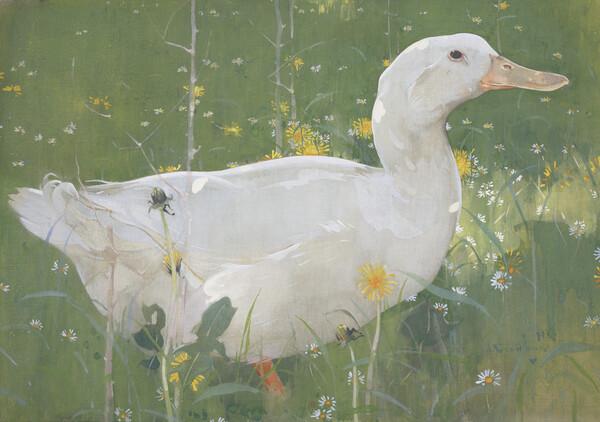 The White Drake (About 1895)