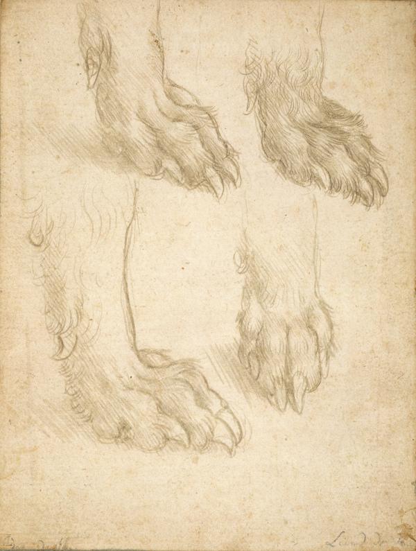 Studies of a Dog's Paw (About 1490 - 1495)